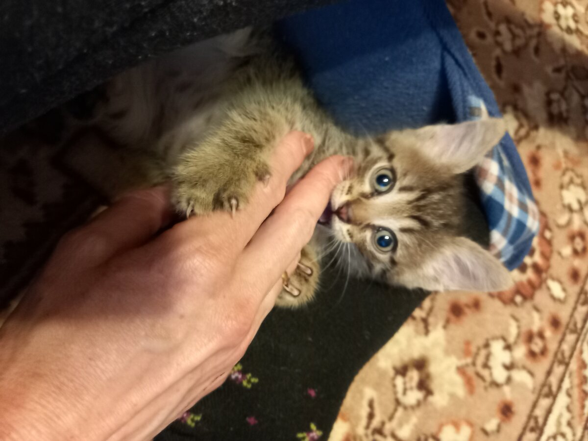 И руки тоже не оставались без внимания. Все снимки мои)