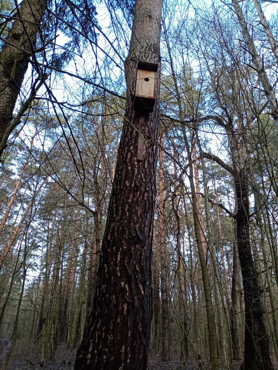 Домик жилой если под деревом скорлупа от ореха ...Листайте