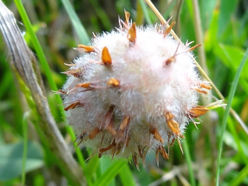 июль 2015 г. участок у реки Кура. сильно увлажненный, местами сорный и часть тропинки