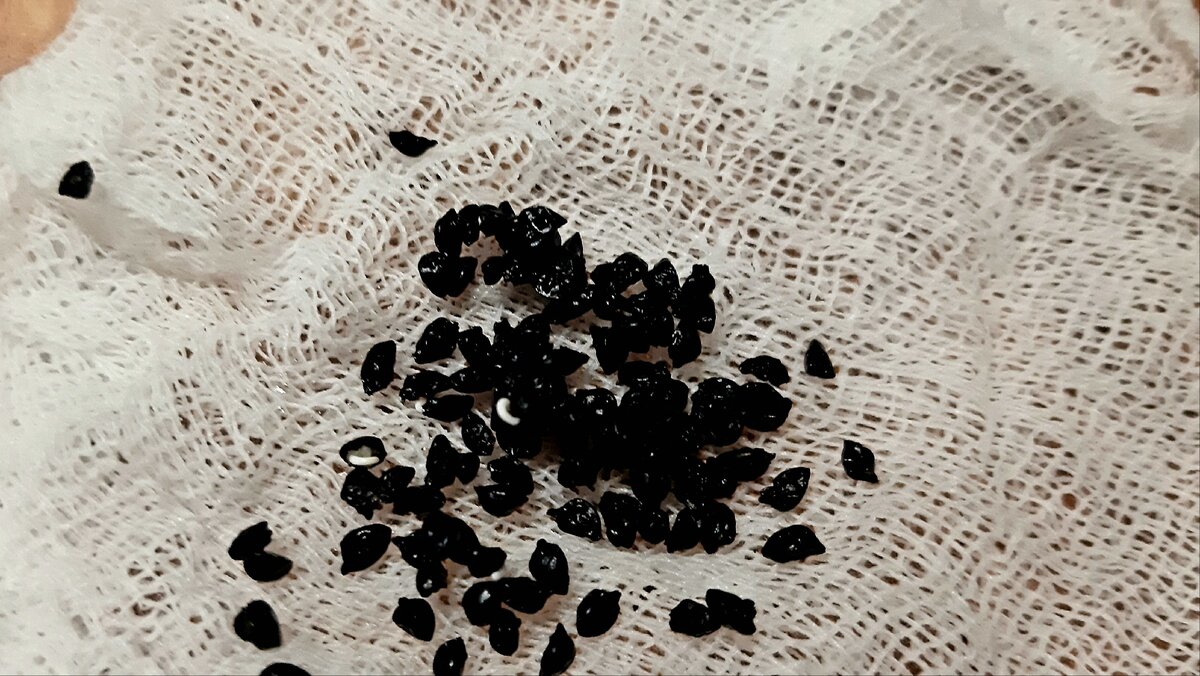 У некоторых семян появились белые носики. Фото автора