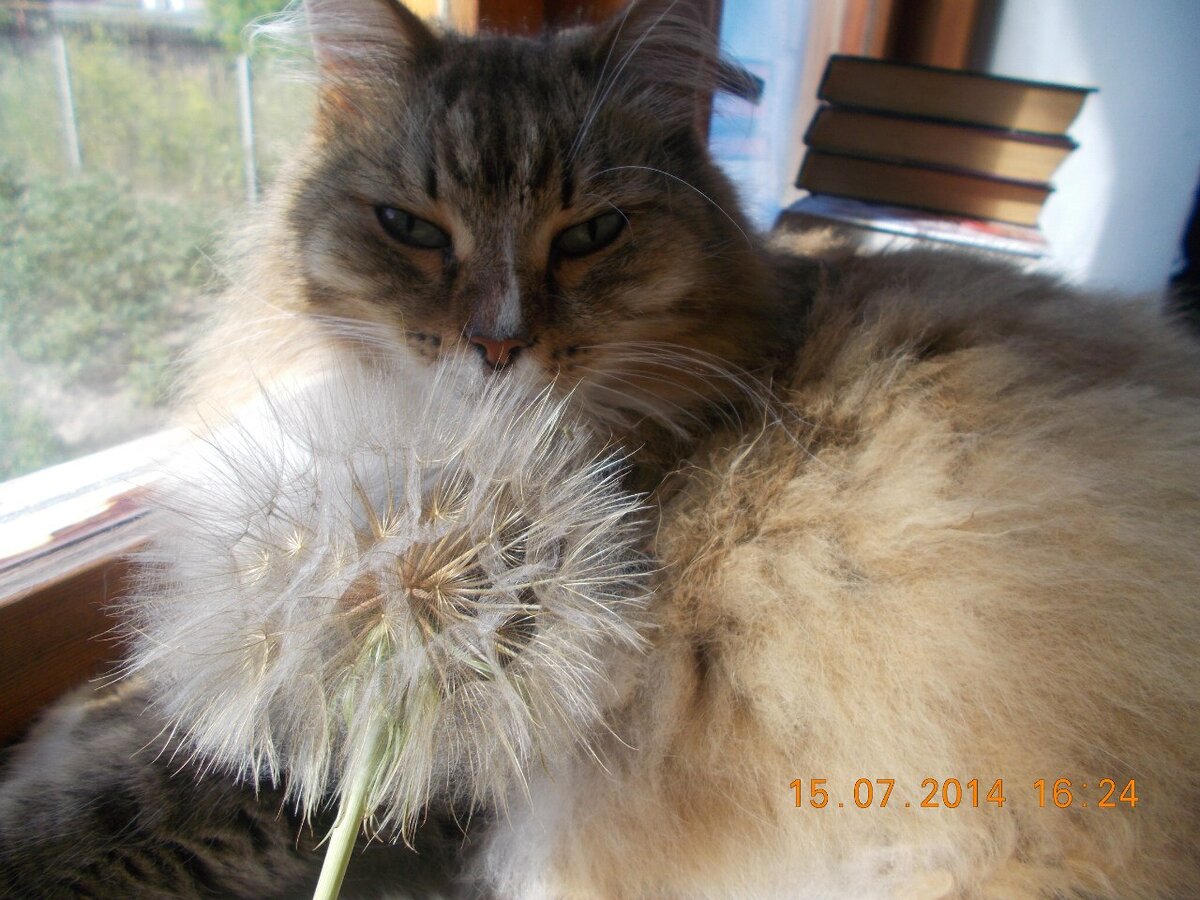 2 одуванчика