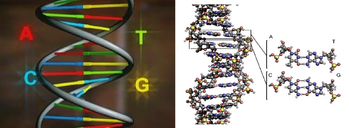 Схематичное изображение цепочки ДНК