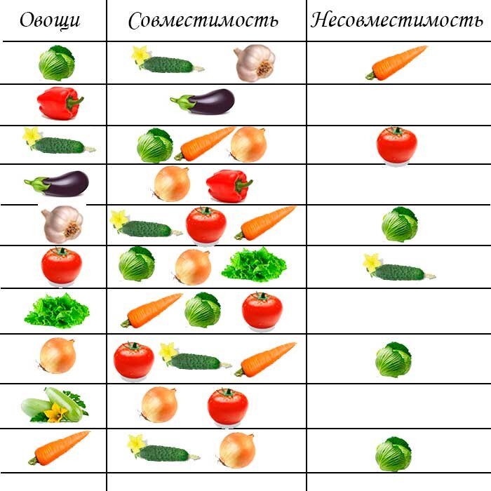 Правильное соседство овощей на грядке схема посадки