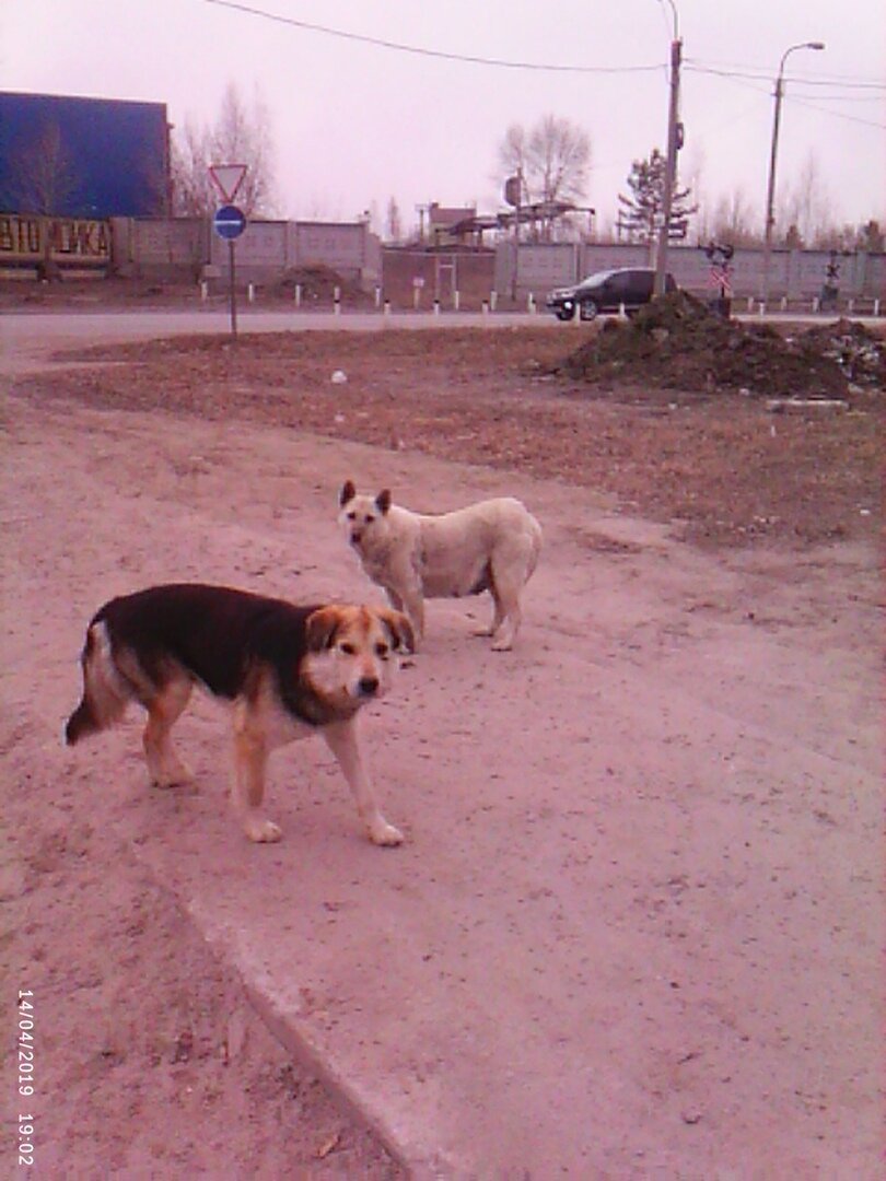 Белянка с очередным другом