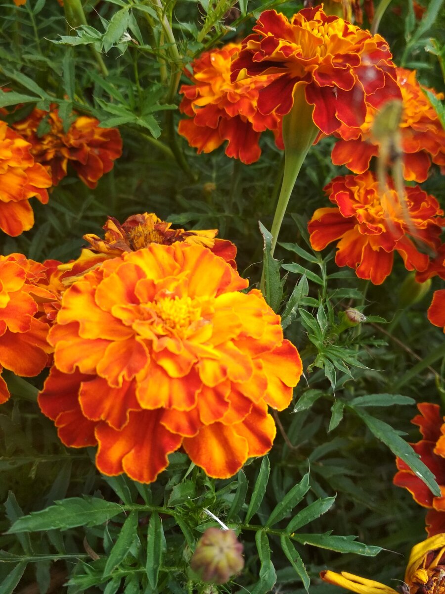 Цветы бархатцы против насекомых