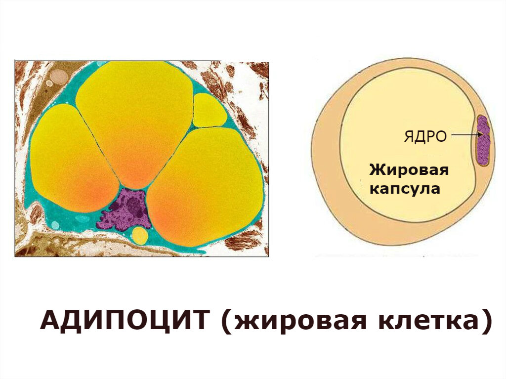 Микрофотография жировой клетки (срез). Желтые мешочки-это жировые капсулы, сиреневое ядро. На фото: клетка готова к делению.