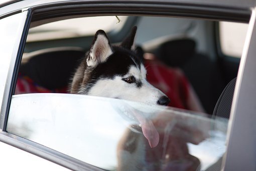 Какие проблемы могут возникнуть во время перевозки собаки в машине?-2