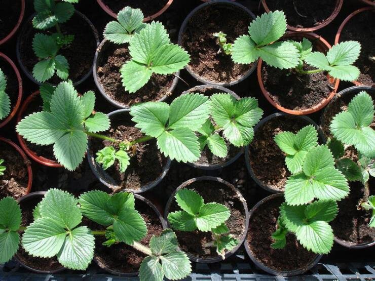 Земляника на подоконнике: как выращивать клубнику в домашних условияхкруглый год