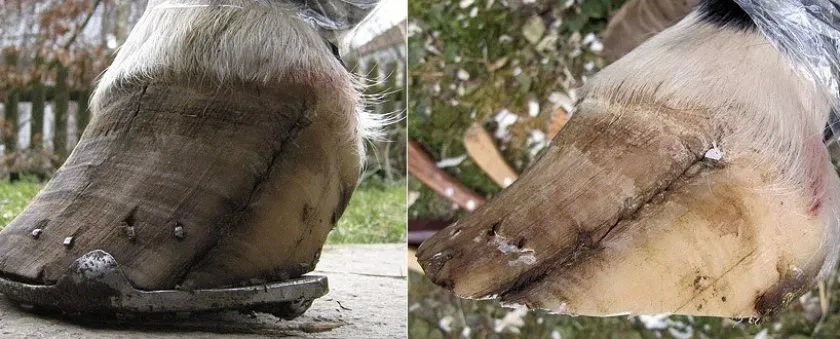 Почему заколотили гвозди лошади, а больно мне? 