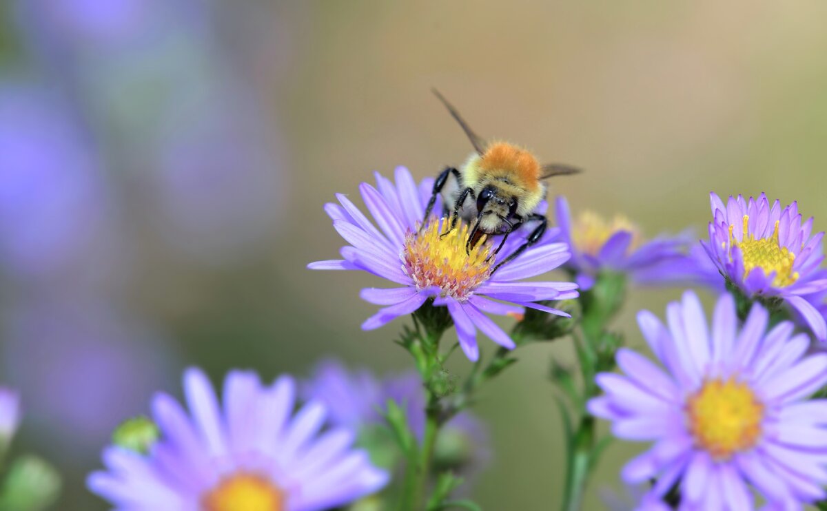 Пчёлы также символизируют хорошее состояние организма.