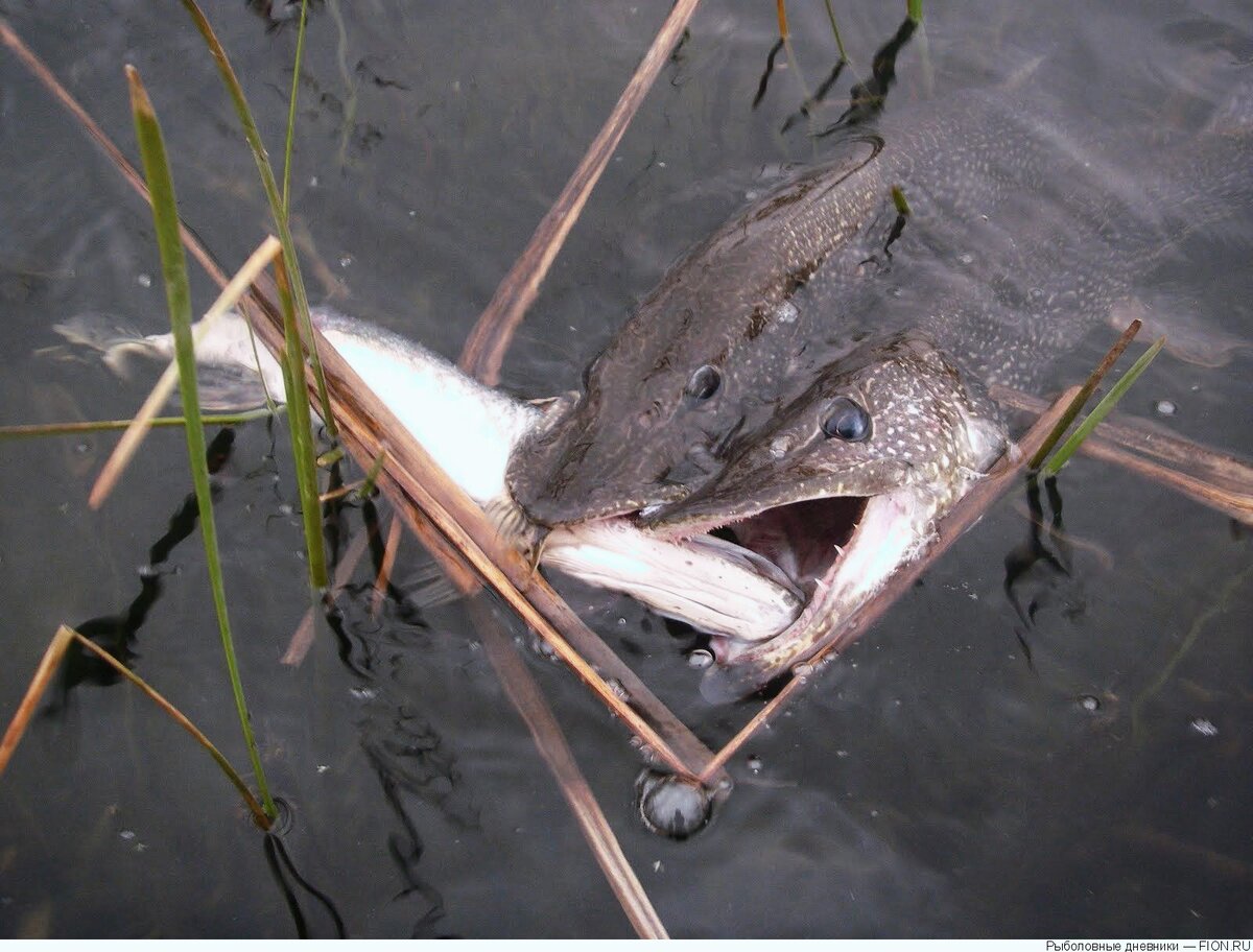 Голодные щуки.