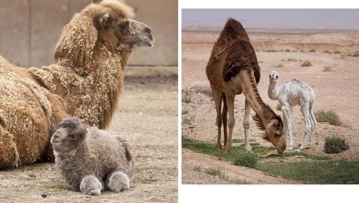 Ну плюшевый же!