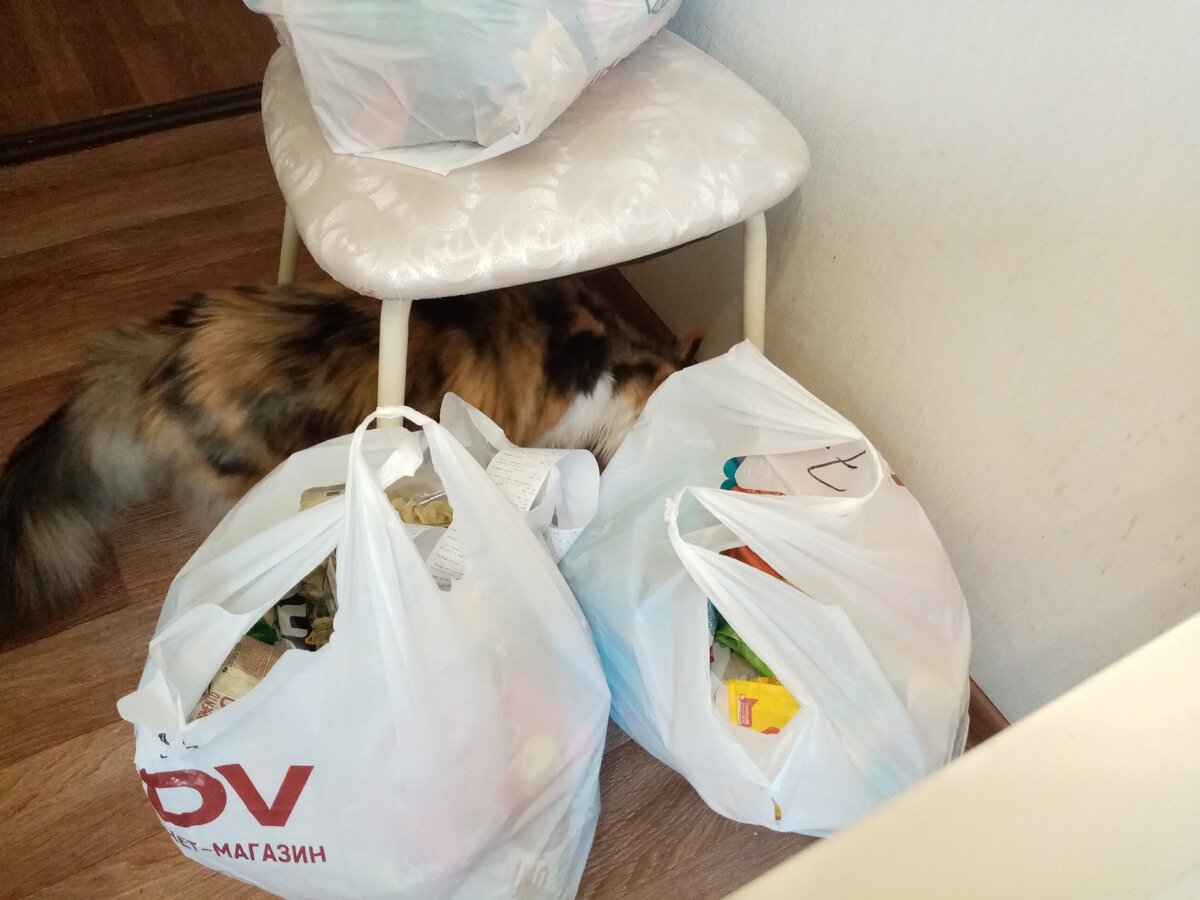 Найди кота!