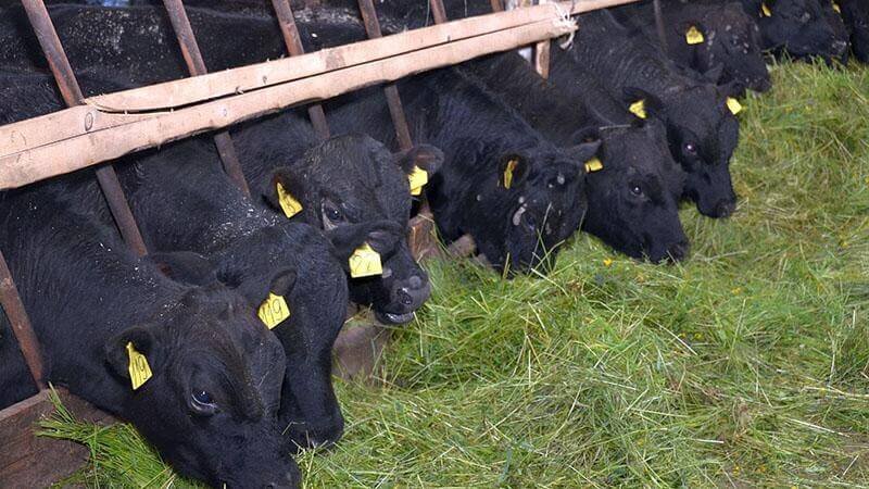 Откорм бычков на мясо: пошаговый бизнес-план, как вырастить бычка