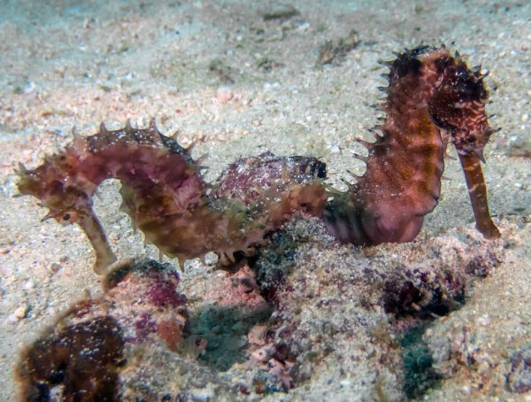 Колючий морской конёк: Острые беременные папы и «стрельба» детьми1