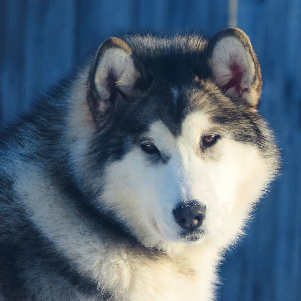 На фото Аляскинский маламут Ivet Lolly Bruk