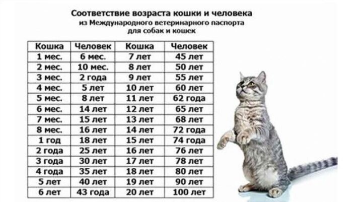Сколько лет Вашей кошке по человеческим меркам?🙀 | Мини-приют Мурзилки  СПб | Дзен