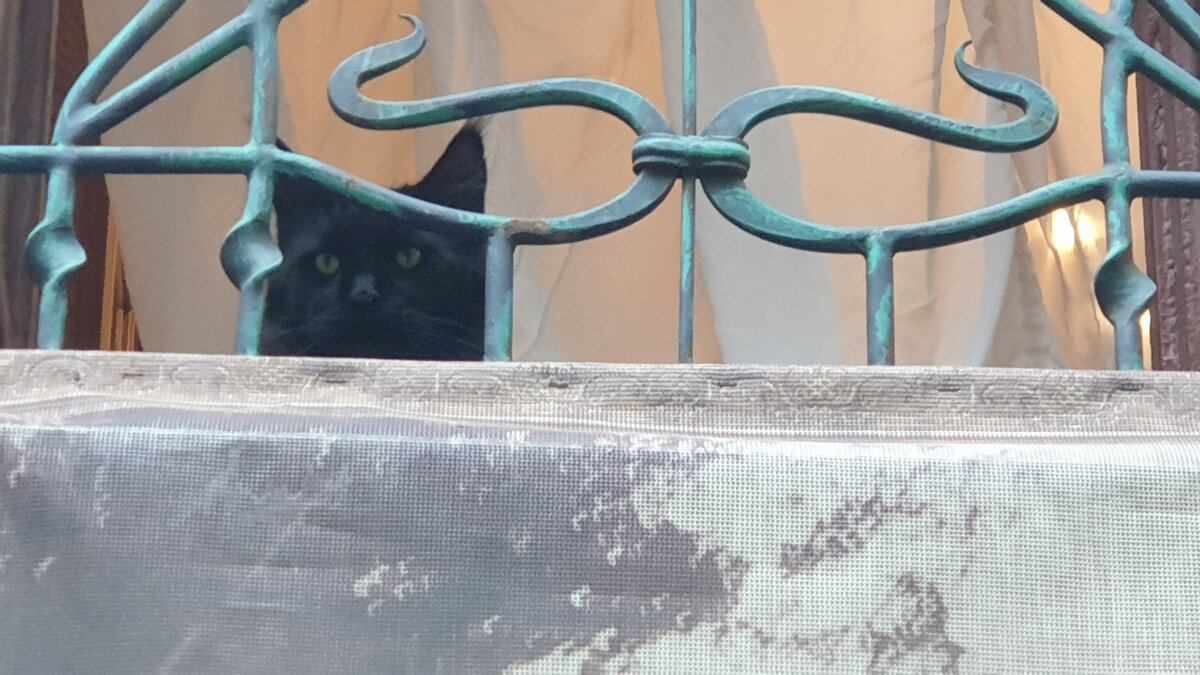 Кот Бегемот (авторское фото, июль 2021г.)