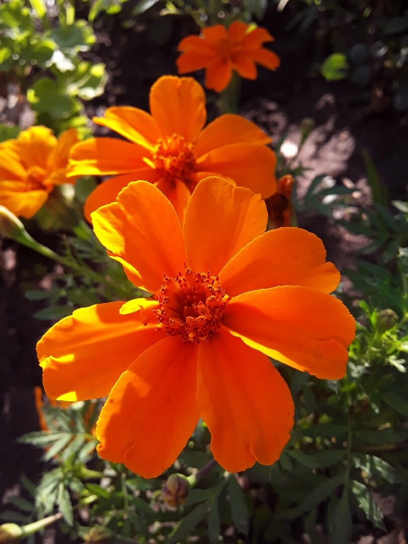 Цветок немахровый и скучный