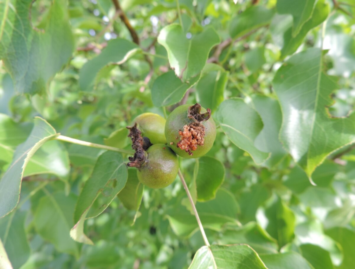 Из этого плода гусеница уже вышла. Семена уже съедены