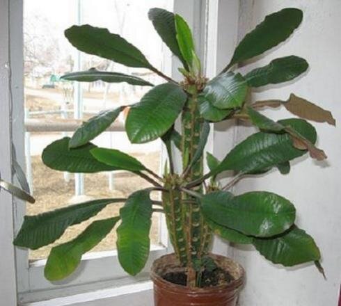 молочай с просторов интернета