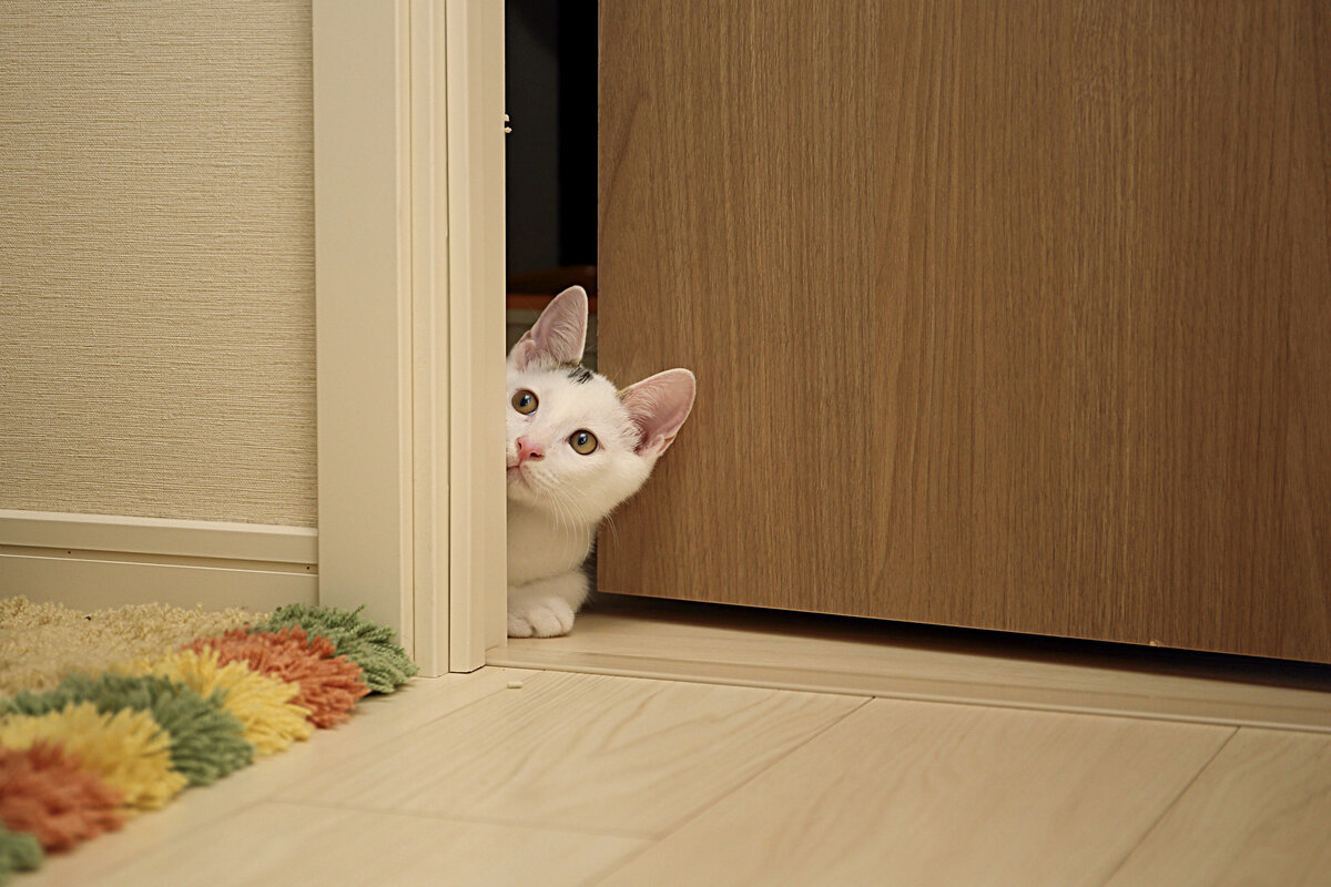 Котики дня 
