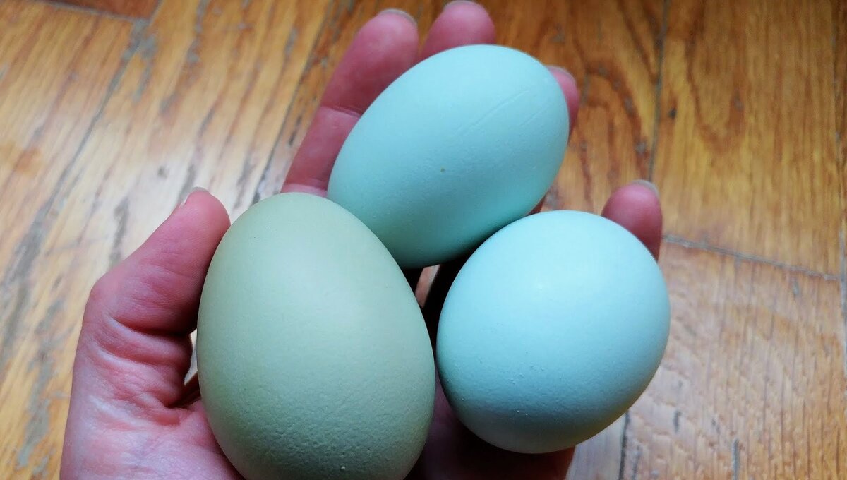 Фото кур несущих голубые яйца. Амераукана яйца. Амераукана куры яйца. Зеленые яйца Амераукана. Яйца породы Амераукана.