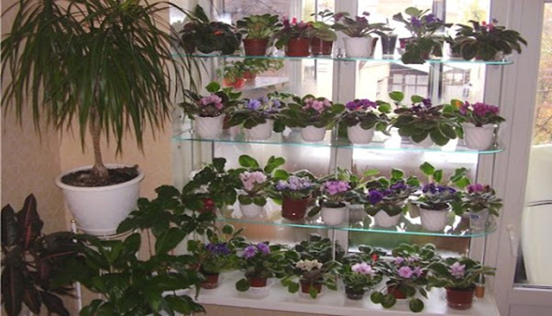 Комнатные растения: как избежать ошибок при выборе цветка и кашпо