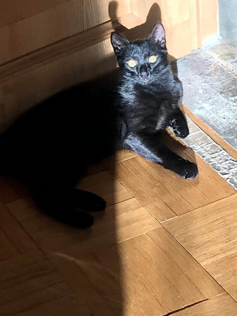 Даркси отлично освоился во временном доме