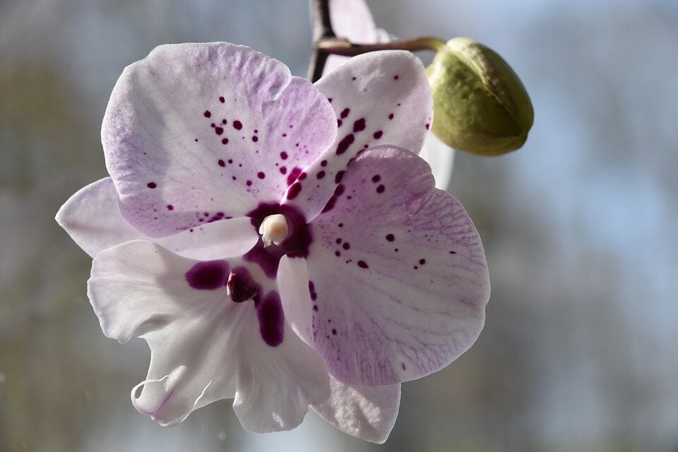 орхидею лучше держать на кухне