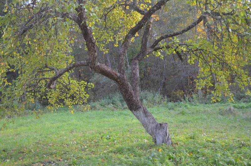 Яблоня в саду.
