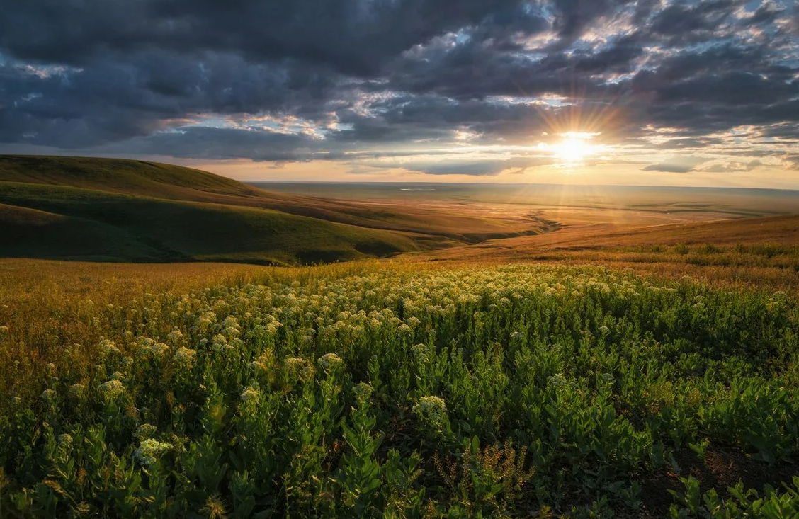 Федор Лашков ковыль степь горы. Шарчинская степь. Моюнкумская степь. Природа степей Калмыкии.