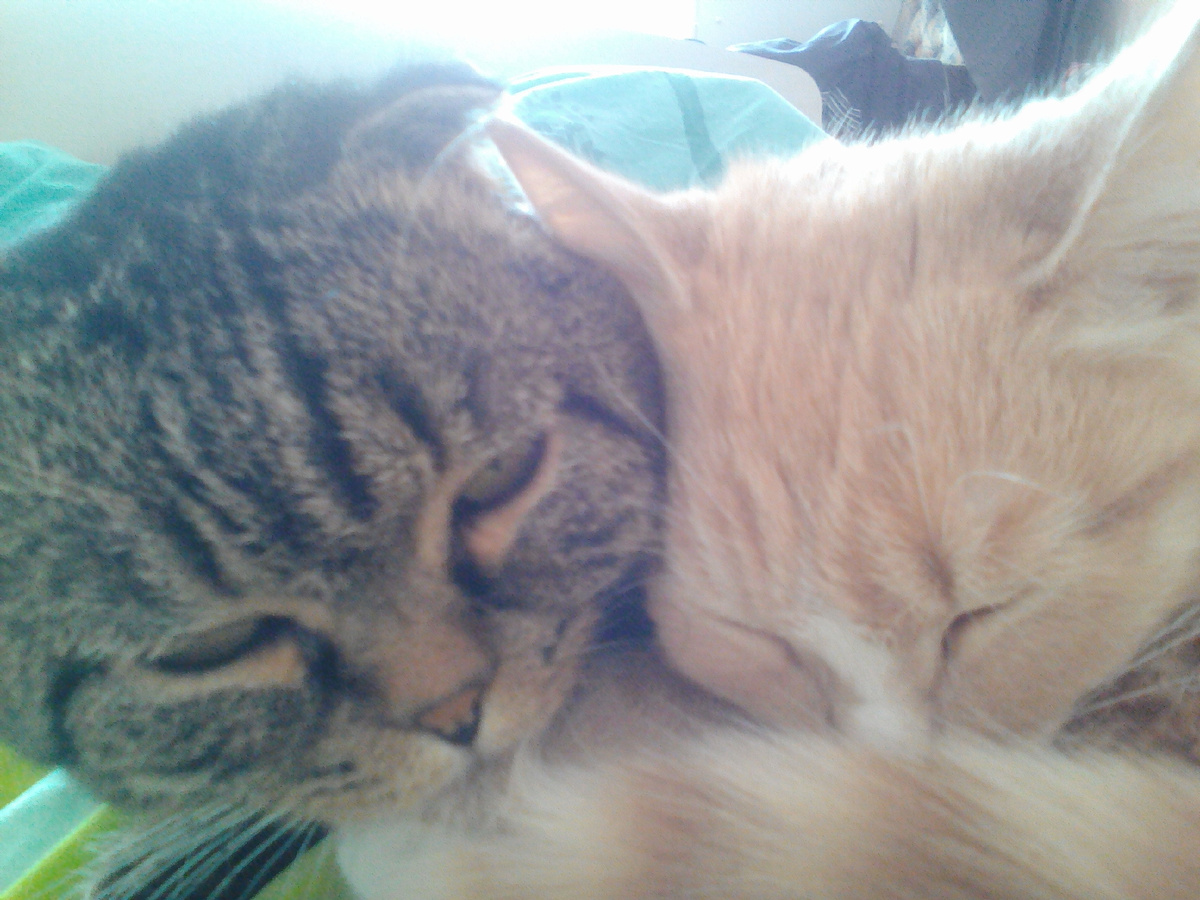 Ленивые коты