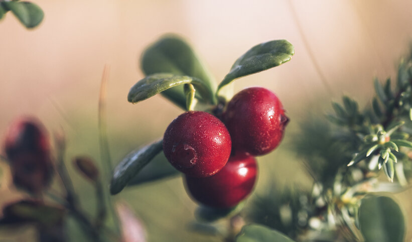 AINOA Color для защиты и красоты ваших волос