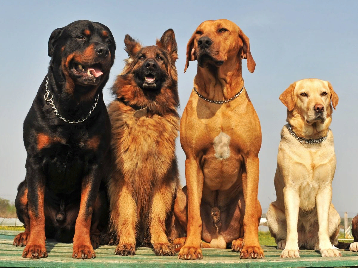Домашние животные: какие породы больших собак подходят для городской квартиры