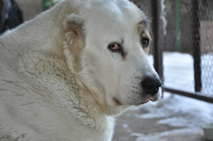 Алабаи слишком ранимы и восприимчивы, а обижаются уж очень часто, превращаясь в грустного сказочного великана / Фото: malenkoe-chydo.ru