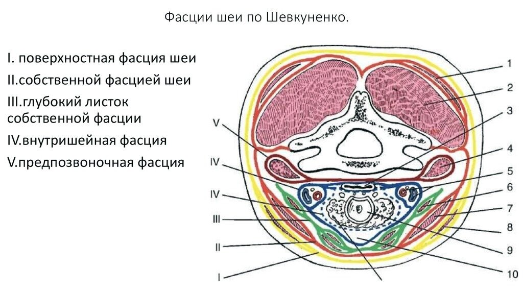 Фасция thoracolumbalis