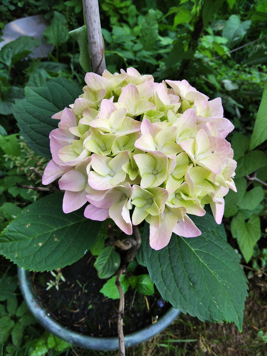 лето 2021 года. Эта гортензия меняла цвет шапки - розовый, голубой, зелёный. 