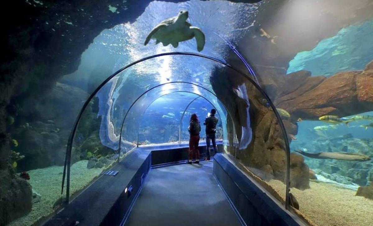 Aquarium адлер. Сочинский океанариум. Самый большой океанариум в Сочи. Океанариум в Сочи зимой.