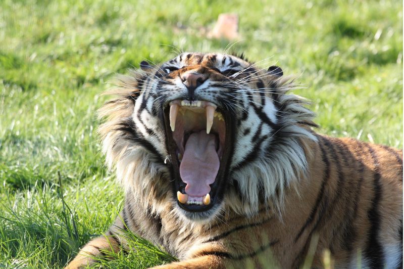 Yawning and lying Lailek Yawning animals, Animal planet, Amur tiger