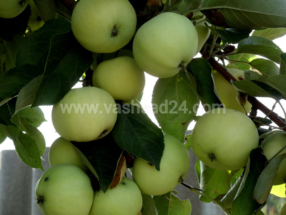 ЯБлоня Белый налив