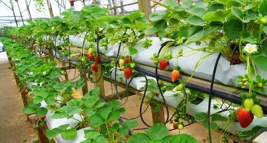 Некорневая подкормка по листу
