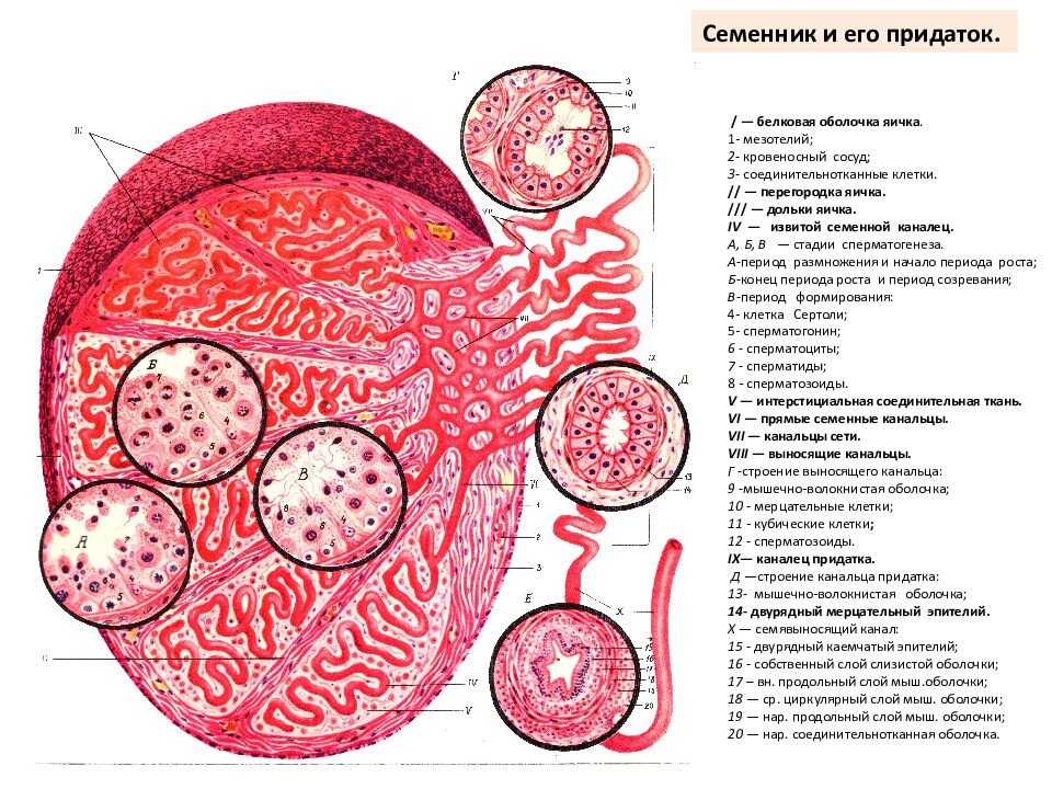 Семенник гистология рисунок