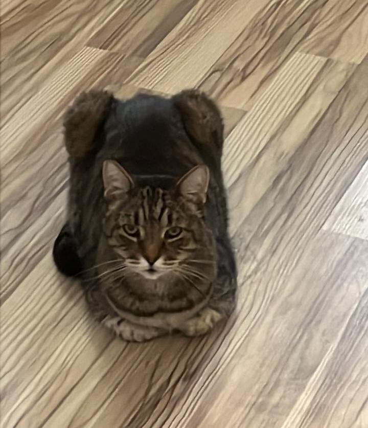 Коша
