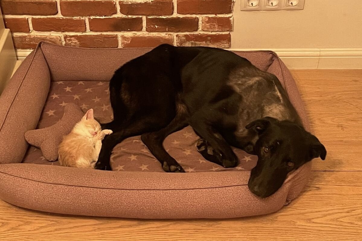 Гриф после оперативного лечения