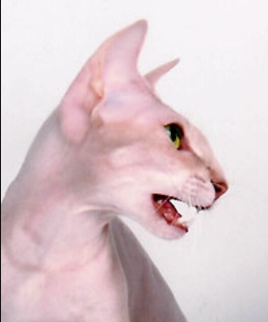 Питерболд, кошка лилового табби окраса