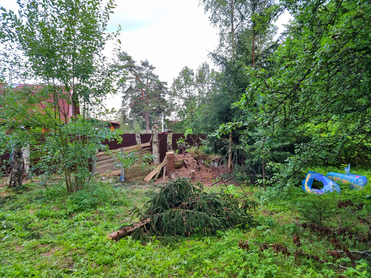 теперь голые обрубки деревьев