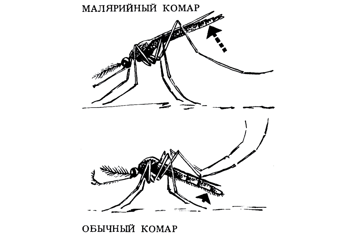 Кровососущие твари. Механика и химия укуса. | История таблетки | Дзен