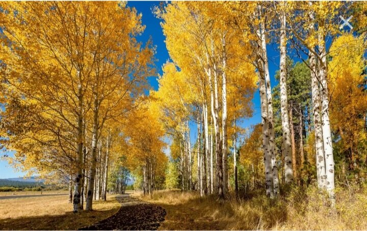 Фото из интернета.