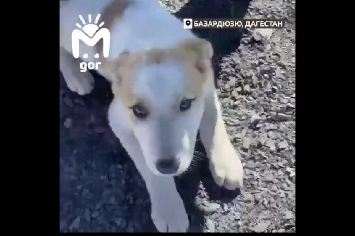    Пастуший пёс вместе с альпинистами покорил высочайшую вершину Дагестана